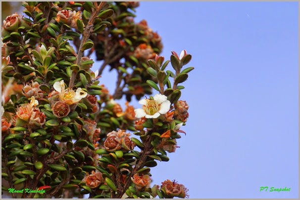 白花 白花