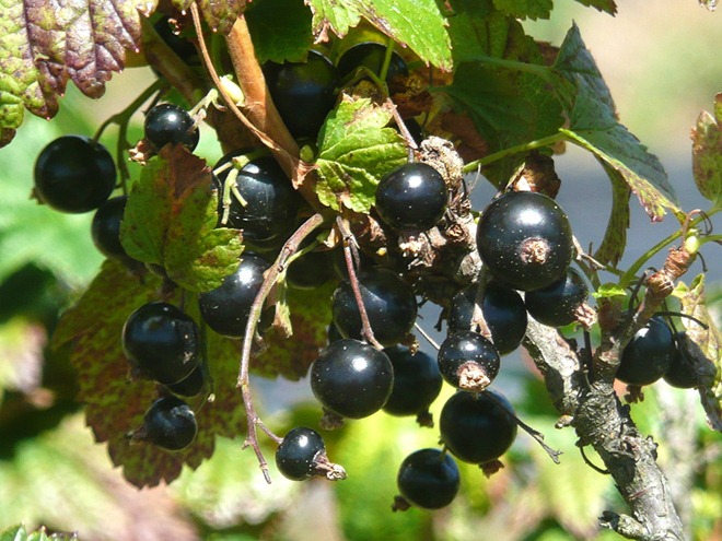 Blackcurrant