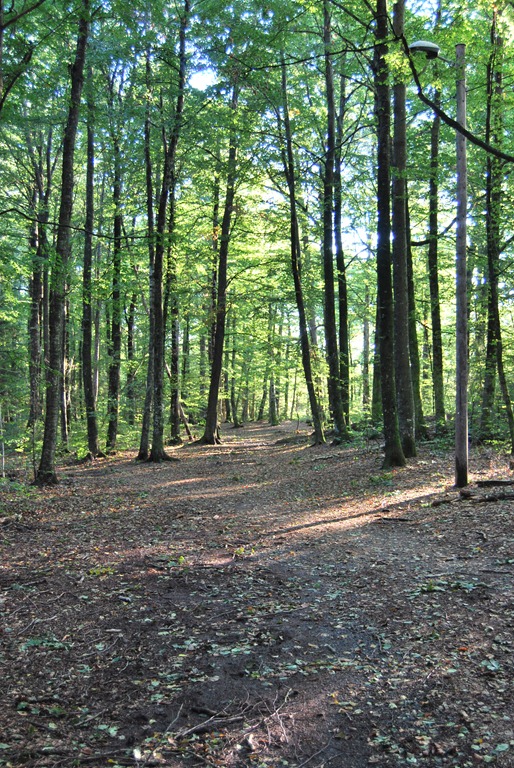 [Tur%2520i%2520skogen%2520sept%252011%2520042%255B8%255D.jpg]
