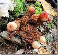 Sue Reno, Calostoma lutescens