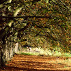 Autumn Canopy-Ciaran Cooney.JPG