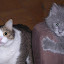 An odd image indeed. I caught Reneseme and Timmy playing (check out the video clips) (May 22, 2009) An odd image indeed. I caught Reneseme and Timmy playing (check out the video clips) (May 22, 2009)