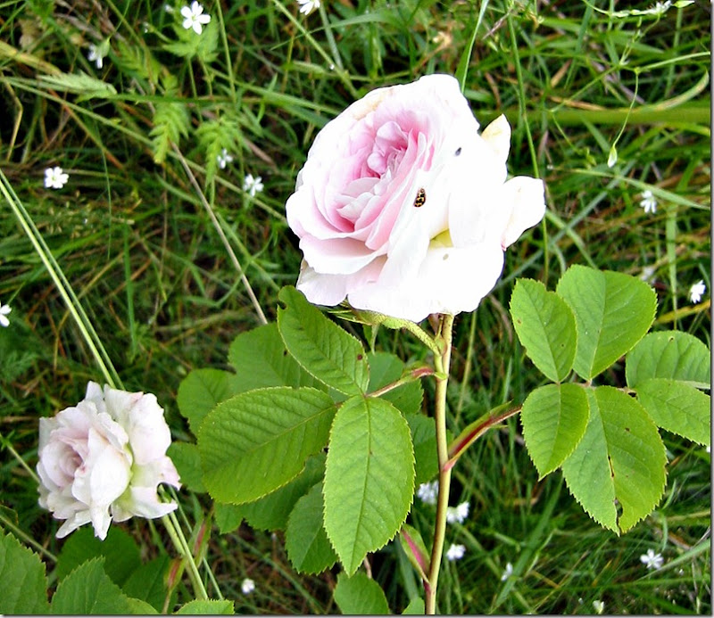 Lys rosa New Dawn på rømmen 100712 Lys rosa New Dawn på rømmen 100712