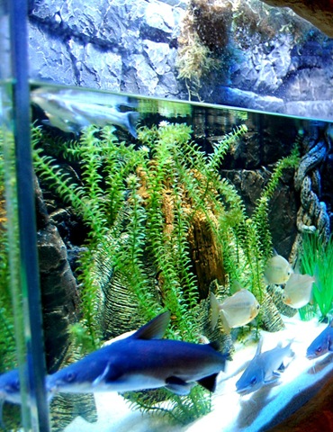 [aquarium7%255B2%255D.jpg]