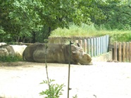 2009.05.22-006 rhinocéros