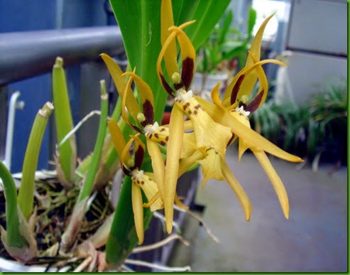 OR Brassia wageneri OR Brassia wageneri