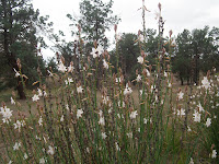 Flinders Flowers Photo