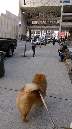 Ah, it's so nice to be in New York CIty.  I love seeing the sites and smelling all of the interesting odors of these busy sidewalks and streets!  And what a lovely day for a walk!