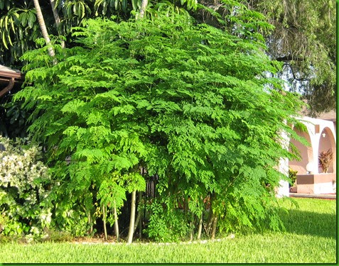Moringa Moringa