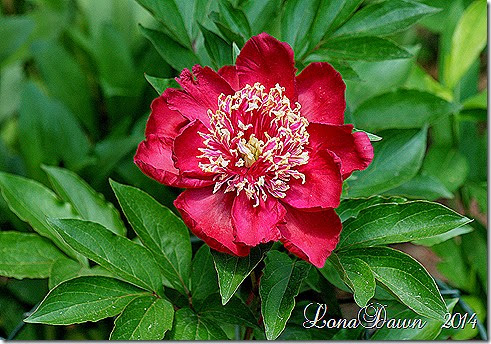 Peony celebration3