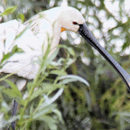 IMG_6750-MOTION.gif