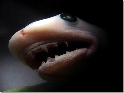 baby-shark baby-shark