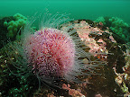 West Hurker: common or edible sea urchin