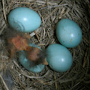 Mountain Bluebird