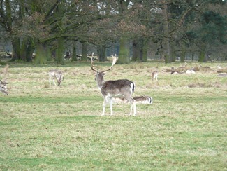 Attingham park