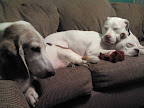 Deniro (on far right under his napping sister) found an amazing forever home that absolutely adores him!  This is not an uncommon picture of this adopted trio.  They are always cuddling. Rescue groups like Rescue-a-bull work hard to find the perfect fit for their dogs and pictures like this prove that all the hard work pays off.  
--