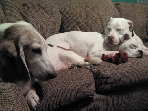 Deniro (on far right under his napping sister) found an amazing forever home that absolutely adores him! This is not an uncommon picture of this adopted trio. They are always cuddling. Rescue groups like Rescue-a-bull work hard to find the perfect fit for their dogs and pictures like this prove that all the hard work pays off.
-- Deniro (on far right under his napping sister) found an amazing forever home that absolutely adores him! This is not an uncommon picture of this adopted trio. They are always cuddling. Rescue groups like Rescue-a-bull work hard to find the perfect fit for their dogs and pictures like this prove that all the hard work pays off.
--
