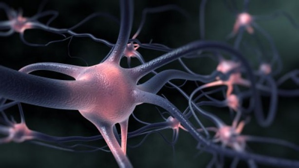 neurone neurone