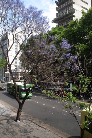 [jacarand%25C3%25A1%255B3%255D.jpg]