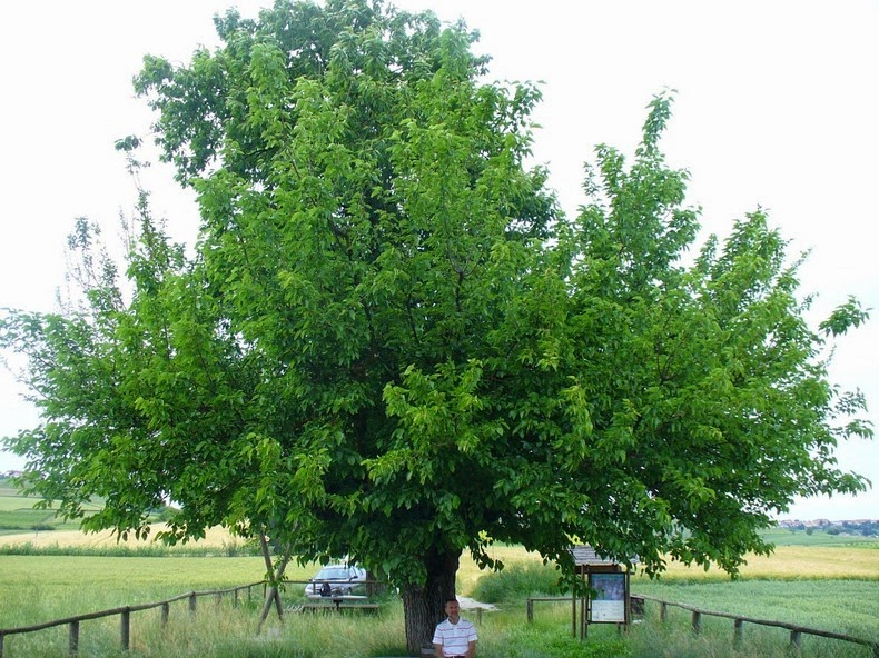bialbero-de-casorzo-1 bialbero-de-casorzo-1
