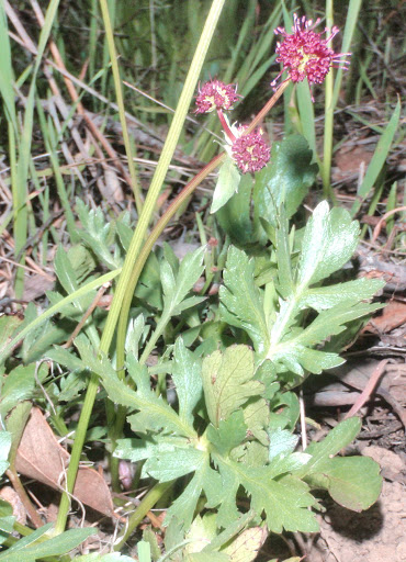 Saniculabipinnatfidahna20120425_25