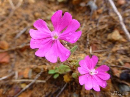 [P1010422%255B8%255D.jpg]