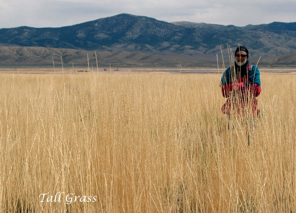 Tall grass