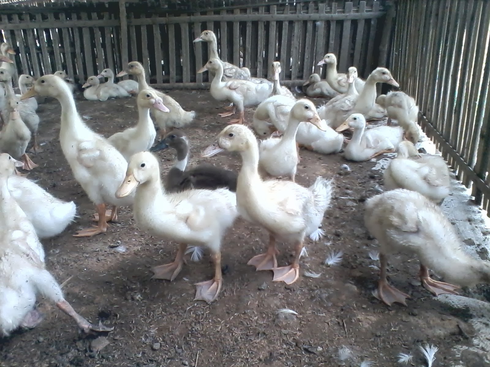 wirausaha bisnis bebek peking mau nyoba wirausaha bisnis bebek peking mau nyoba