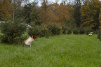 Francesca, in a few years when these trees are ready for cutting, you are going to make an excellent sales dog! Francesca, in a few years when these trees are ready for cutting, you are going to make an excellent sales dog!