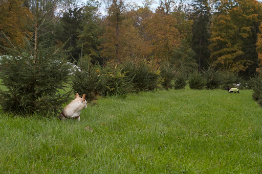 Francesca, in a few years when these trees are ready for cutting, you are going to make an excellent sales dog! Francesca, in a few years when these trees are ready for cutting, you are going to make an excellent sales dog!