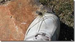 IMG_4910 IMG_4910