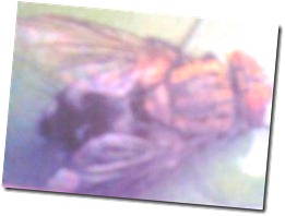 2011-10-18 003 (2)mosca