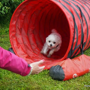 DaSchnallschtInuHund DaSchnallschtInuHund