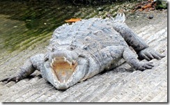 Crocodile at the boat ramp