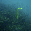 Yellow flute fish