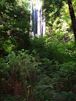 california_sequoia