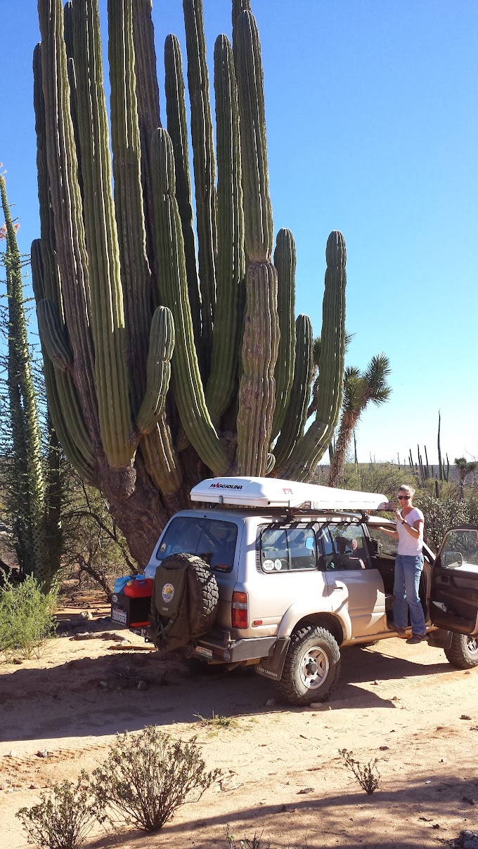 It was hard to get the tall Cardon in the picture 20131226_130350.jpg