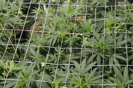 [marijuana-plants600%255B4%255D.jpg]