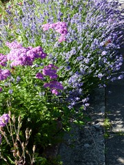 garden june 2011 001