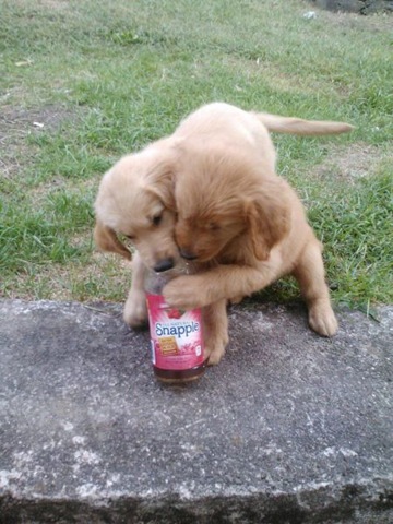 [funny-animals-cute-37%255B2%255D.jpg]