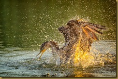 Double-crested Comorant