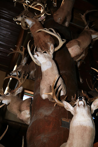Several mounted deer are on display at Springfield's Bass Pro Shops. Photo Credit: Alex Crowder