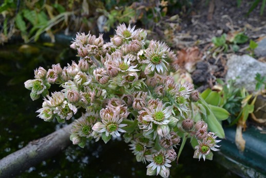 Ice plant - Houseleek in full flower