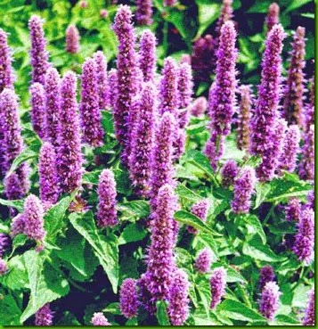 Agastache mexicana Agastache mexicana