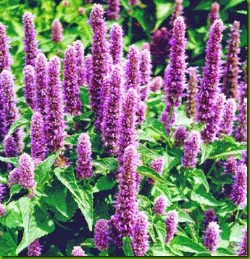 Agastache mexicana