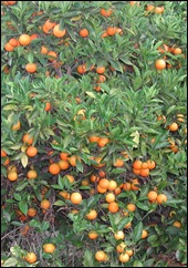 Valencia oranges - a juicing variety