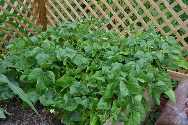 Beans in July