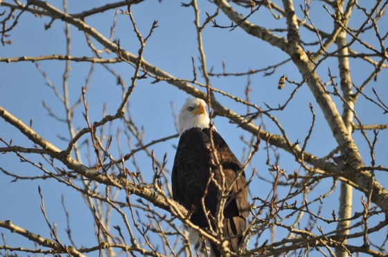 Eagle4.jpg Eagle4