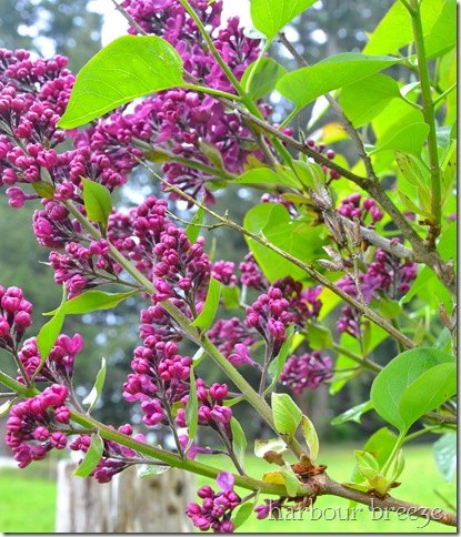 cropped lilacs