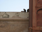 Monkeys at Agra Fort